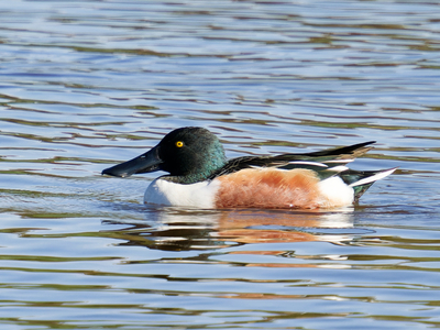 Shoveler